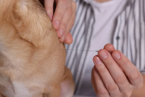 Veterinair Houden Acupunctuur Naald Buurt Van Hond Close Dierlijke Behandeling — Stockfoto