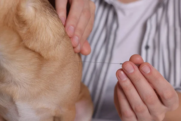 Veterinária Segurando Agulha Acupuntura Perto Cão Close Tratamento Animal — Fotografia de Stock