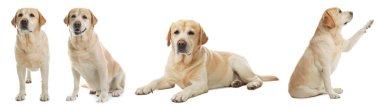 Beyaz arka planda şirin köpek resimleri olan bir kolaj. Pankart tasarımı
