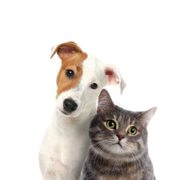 Beyaz arka planda sevimli kedi ve köpek. Sevimli arkadaşlar.