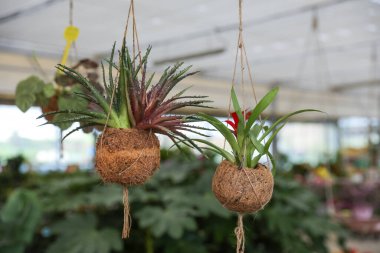 Güzel Guzman ve sulu bitkiler bahçe merkezinde asılı.