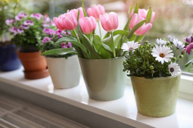 Pencere pervazında bir sürü güzel çiçek açan saksı bitkisi