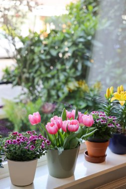 Pencere pervazında bir sürü güzel çiçek açan saksı bitkisi