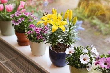Pencere pervazında bir sürü güzel çiçek açan saksı bitkisi