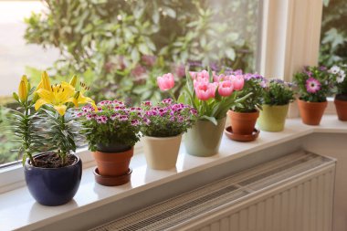 Pencere pervazında bir sürü güzel çiçek açan saksı bitkisi