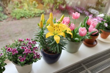 Pencere pervazında bir sürü güzel çiçek açan saksı bitkisi