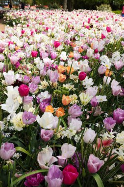Parkta bir sürü farklı güzel çiçek var. Bahar mevsimi