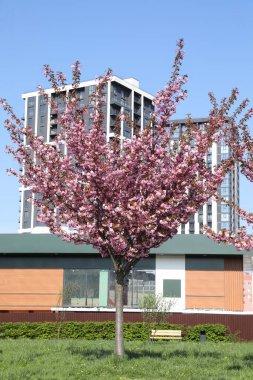Şehir parkında pembe çiçekli güzel sakura ağacı