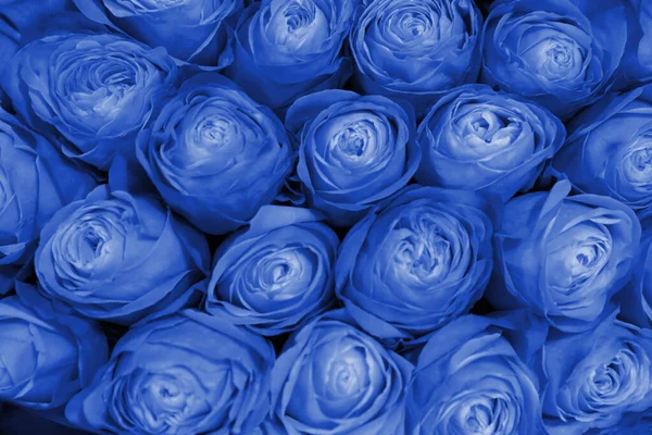 Belle Rose Azzurre Fresche Come Sfondo Primo Piano Decorazione Floreale — Foto Stock