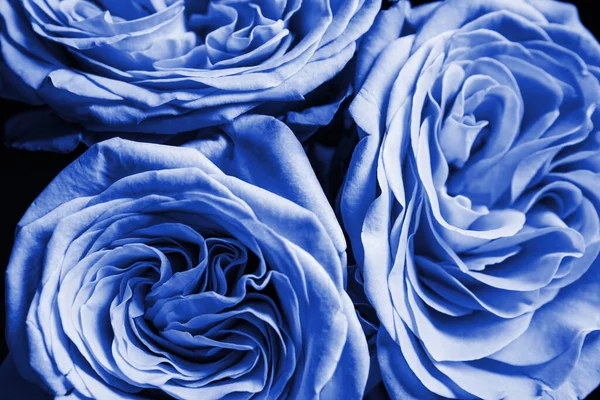 Belle Rose Azzurre Fresche Come Sfondo Primo Piano Decorazione Floreale — Foto Stock