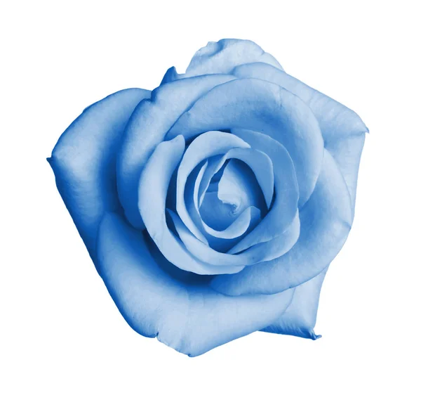 Belle Fleur Rose Bleu Clair Sur Fond Blanc — Photo