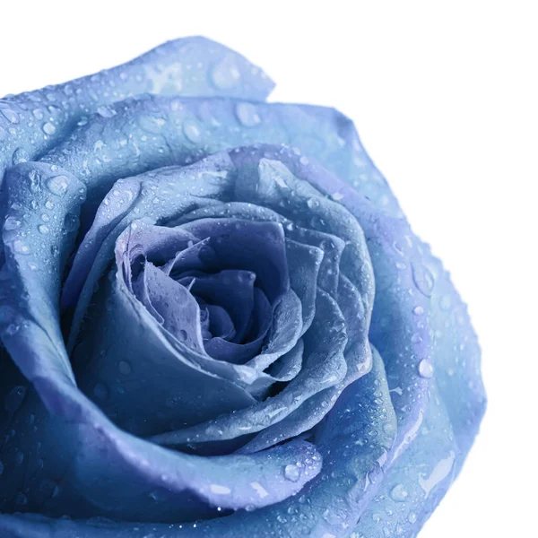 Bella Rosa Azzurra Con Gocce Acqua Sfondo Bianco Primo Piano — Foto Stock