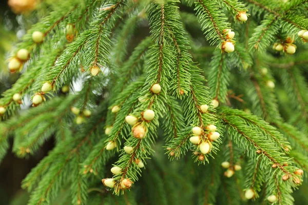 Gröna Grenar Vackra Barrträd Med Små Kottar Utomhus Närbild — Stockfoto