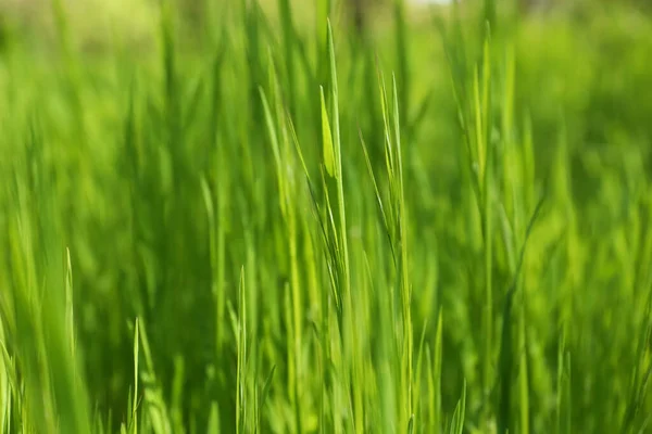 Vackert Levande Grönt Gräs Växer Utomhus Solig Dag Närbild — Stockfoto