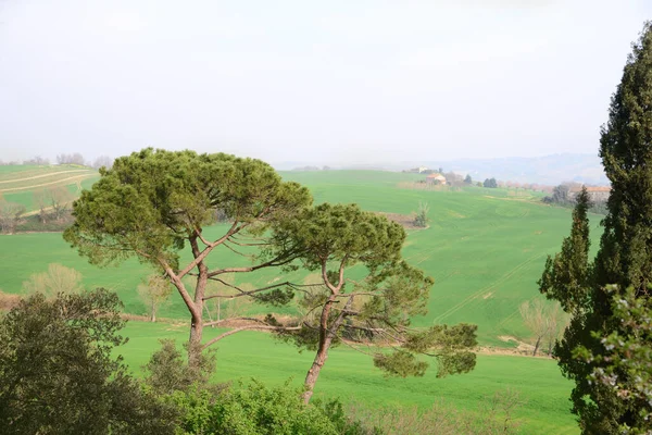 Pittoresco Paesaggio Rurale Con Verdi Colline Alberi — Foto Stock
