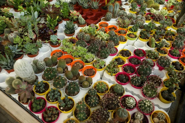 Sok Különböző Kaktuszok Zamatos Növények Asztalon — Stock Fotó