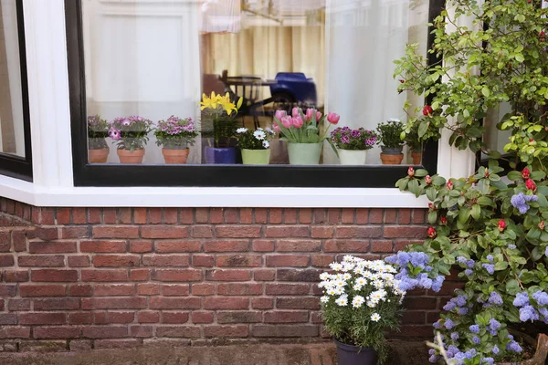 Hus Dekorerat Med Många Vackra Krukväxter Utsikt Utifrån — Stockfoto