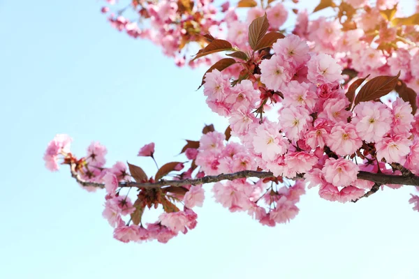 Прекрасне Квітуче Дерево Сакури Тлі Блакитного Неба Крупним Планом — стокове фото