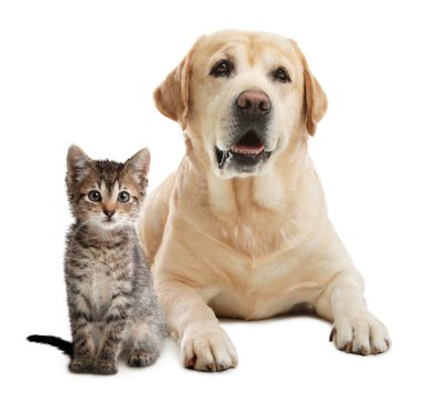 Beyaz arka planda sevimli kedi ve köpek. Hayvan dostluğu
