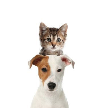 Beyaz arka planda sevimli kedi ve köpek. Sevimli arkadaşlar.