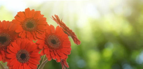 Boeket Van Mooie Rode Gerbera Bloemen Buiten Zonnige Dag Ruimte — Stockfoto