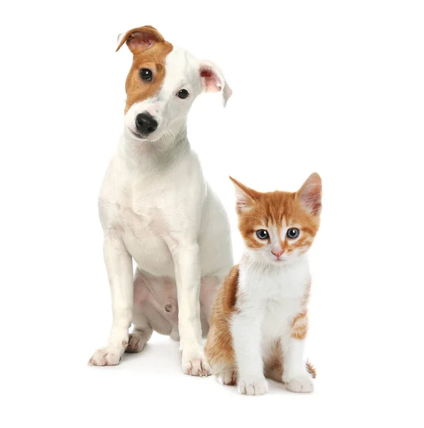 Nette Katze Und Hund Auf Weißem Hintergrund Tierfreundschaft — Stockfoto