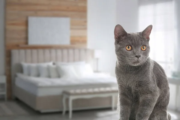 Lovely grey cat in bedroom, space for text. Pet friendly hotel