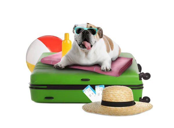 Lindo Perro Maleta Artículos Vacaciones Verano Sobre Fondo Blanco Viajar —  Fotos de Stock