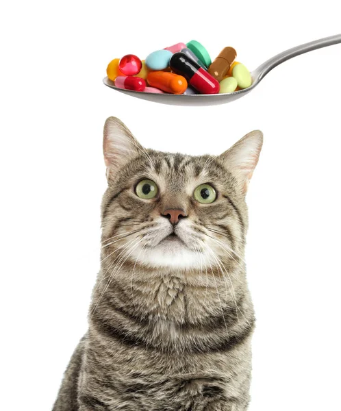 Vitamins Pets Cute Cat Spoon Different Pills White Background — Fotografia de Stock