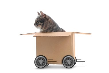 Karton kutudaki kedi beyaz arka plana doğru hızla ilerliyor.