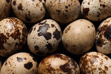 Arka plan olarak pek çok taze bıldırcın yumurtası, yakın plan.