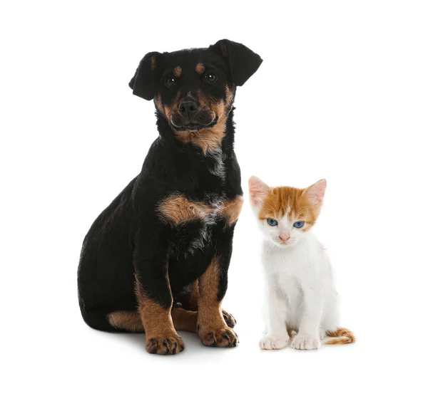 Nette Katze Und Hund Auf Weißem Hintergrund Tierfreundschaft — Stockfoto