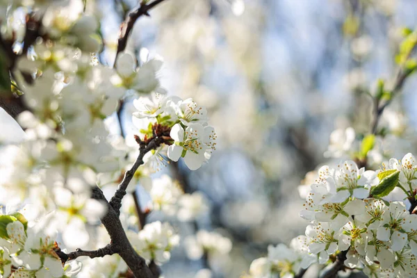 Beautiful Apricot Tree Branch Tender Flowers Outdoors Closeup Awesome Spring — Stock Fotó