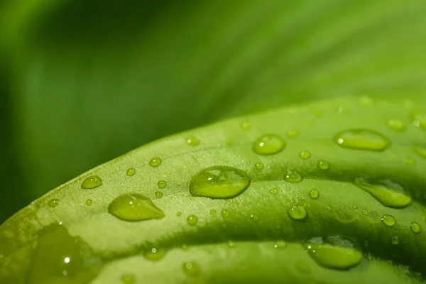 Closeup View Hosta Plant Dew Drops — Stock Photo, Image