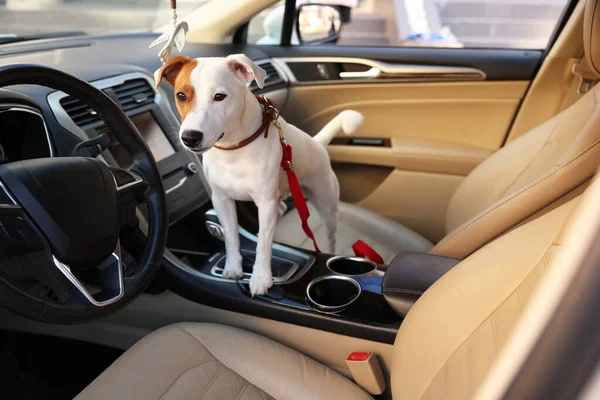 Jack Russel Terrier Bilen Gulligt Husdjur — Stockfoto