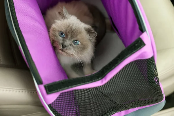 Cute grey cat inside pet carrier in car