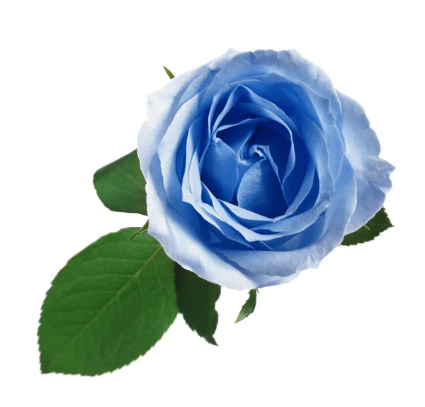 Belle Fleur Rose Bleu Clair Sur Fond Blanc — Photo