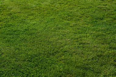 Güneşli bir günde yeşil çimenleri olan güzel bir bahçe.