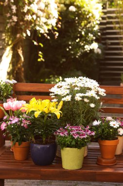Bir sürü güzel çiçek açan bitkiler var. Ağaçtan bir bankta, açık havada.