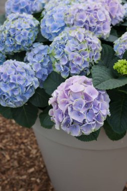 Açık havada güzel çiçekleri olan ortanca bitkisi, yakın plan.