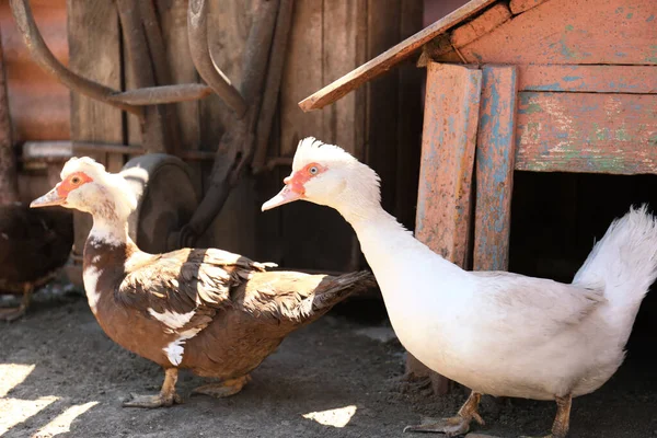 Bahçede Iki Güzel Ördek Var Evcil Hayvanlar — Stok fotoğraf