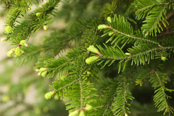 Πράσινα Κλαδιά Του Όμορφου Δέντρου Κωνοφόρων Εξωτερικούς Χώρους Closeup — Φωτογραφία Αρχείου