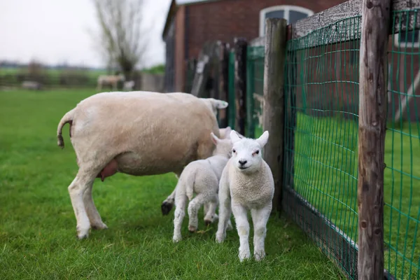 Beautiful Sheep Cute Lambs Fence Farmyard — Zdjęcie stockowe