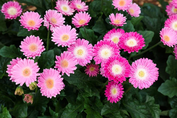 Gerbera Pflanze Mit Rosa Blüten Als Hintergrund Nahaufnahme — Stockfoto