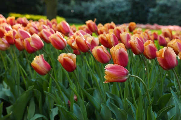 Many Beautiful Tulip Flowers Growing Outdoors Closeup Spring Season — Stock Photo, Image