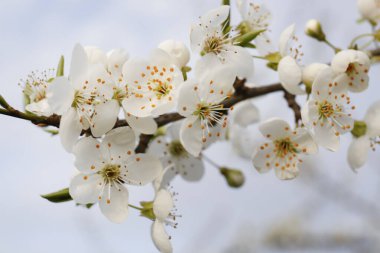 Açık havada çiçek açan güzel erik ağacının dalları, yakın plan. Bahar mevsimi