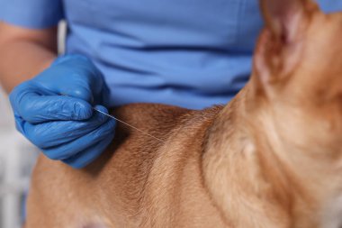 Klinikte köpek yakınında veteriner akupunktur iğnesi tutuyor. Hayvan muamelesi