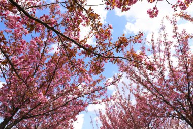 Güzel çiçek açan sakura ağaçları mavi gökyüzüne karşı, alçak açı manzaralı
