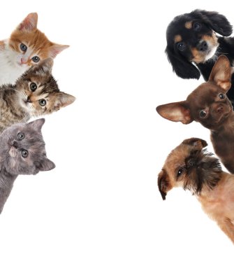 Beyaz arka planda sevimli komik kedi ve köpekler.