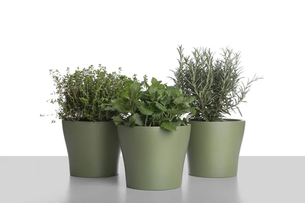 Pots Thyme Mint Rosemary White Background — Foto Stock